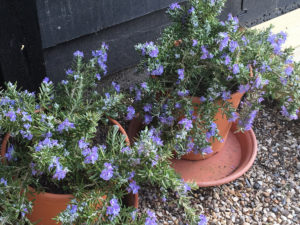 Whitewater Silver rosemary