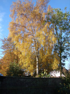 birch in autumn