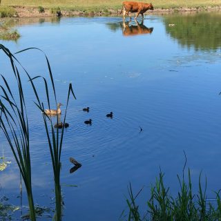 cows on lake