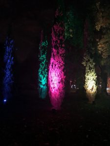 Christmas lights in the conifers at Kew Gardens