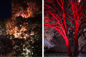 Trees lit up for Christmas at Kew Gardens