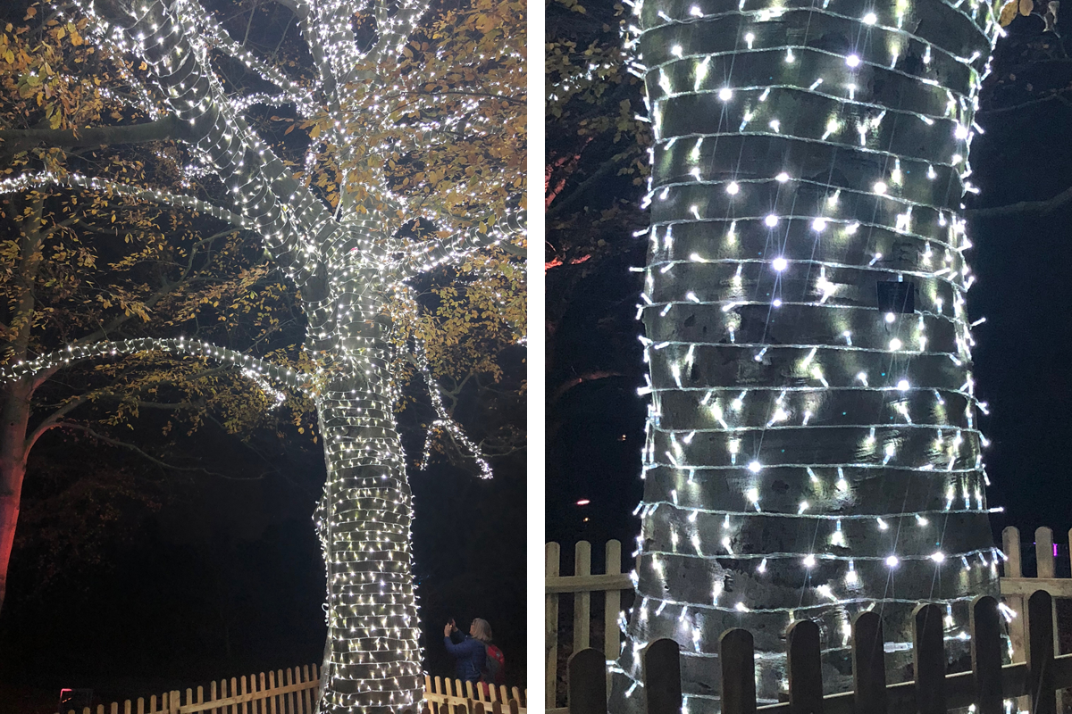 Christmas lights on beech tree at Kew Gardens