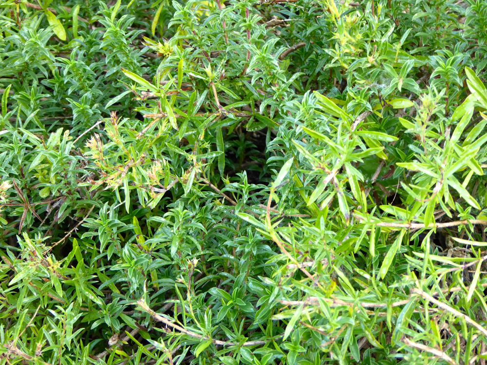patch of winter savory