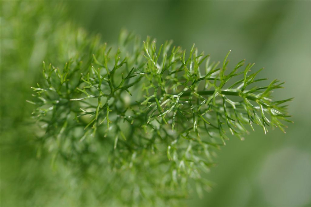 fennel close-up