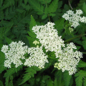 sweet cicely flowers