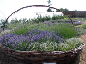 lavender baskets at Downderry