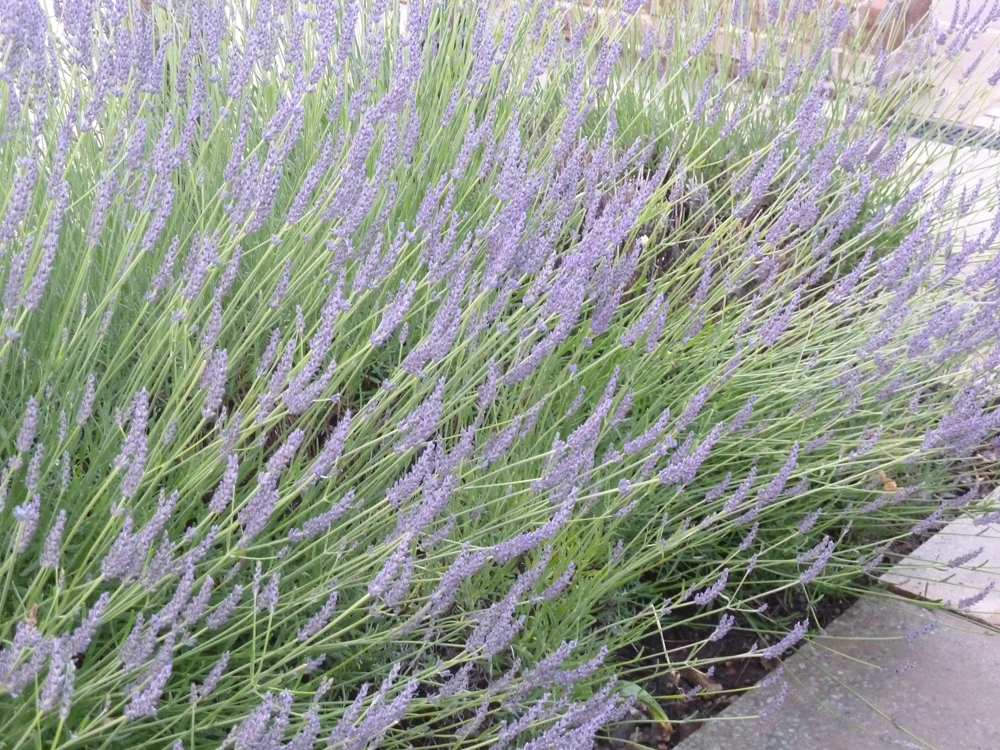 lavender in flower