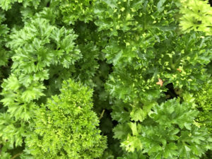 bunch of curly parsley