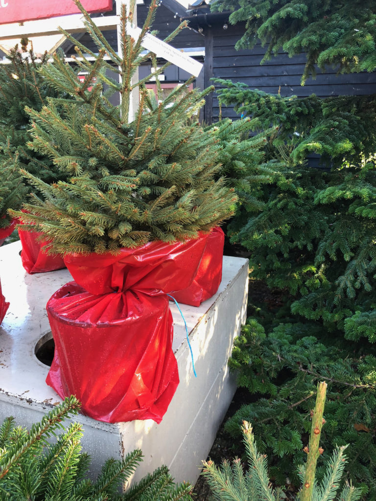 nordman firs christmas trees