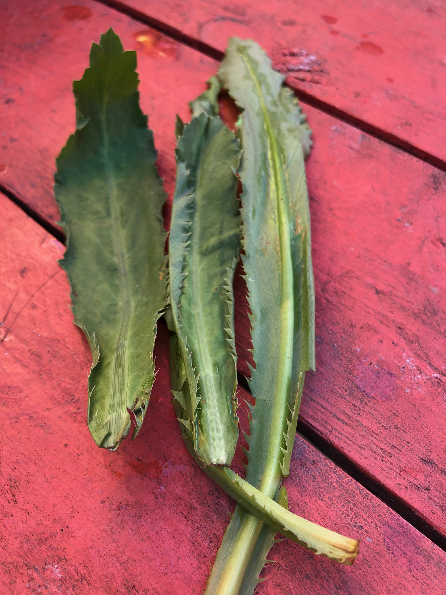 Mexican coriander