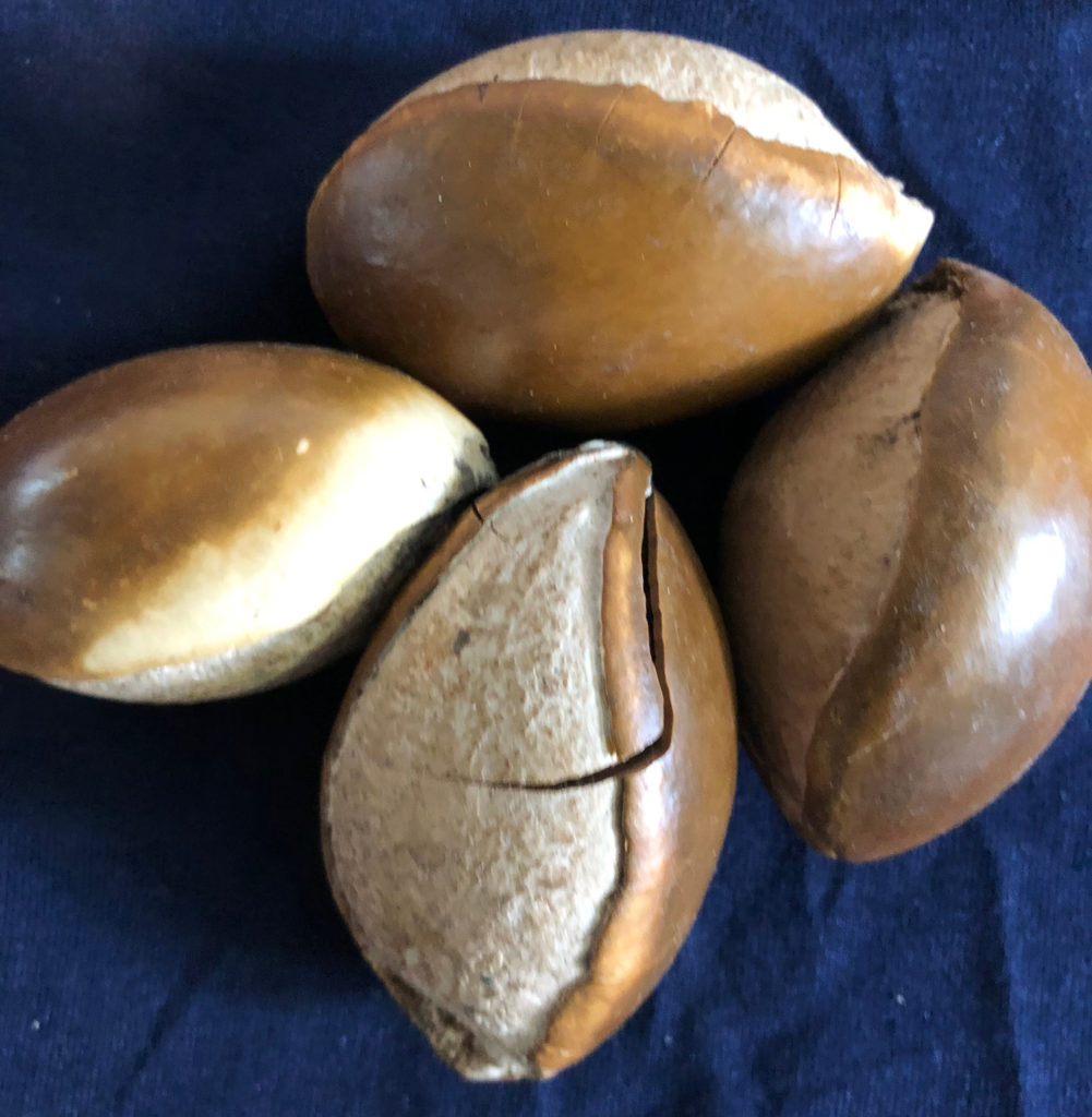 Sapot nuts