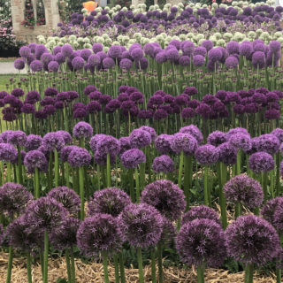 alliums at chelsea flower show
