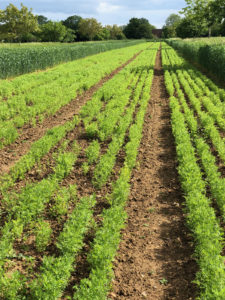 Rows of crops in the field system at Wakelyns Farm