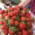 big plate of strawberries