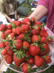 big plate of strawberries