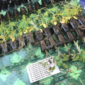 plant plugs from urban herbs in birmingham
